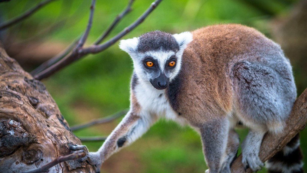 Adakah Terdapat Demam Kuning Di Madagascar