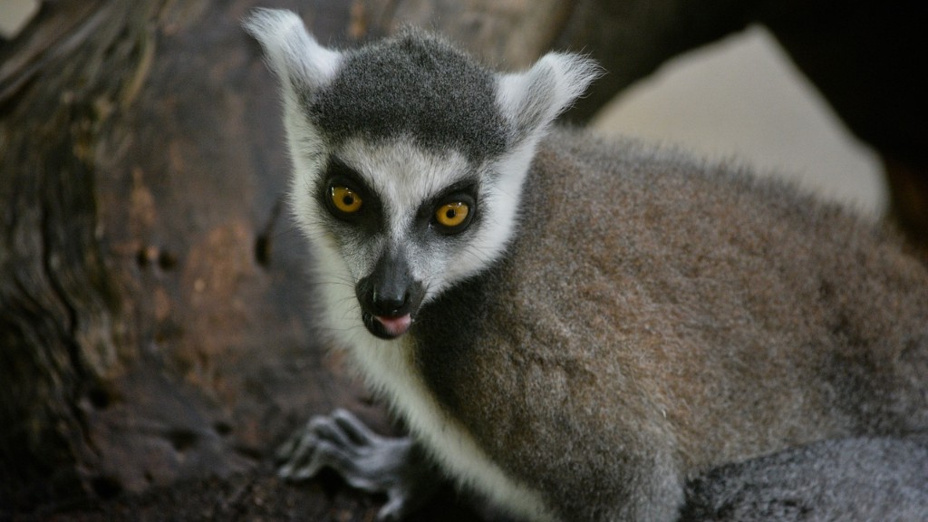 Apakah Haiwan Paling Berbahaya Di Madagascar