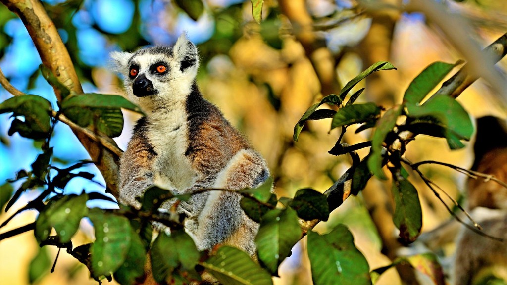 Apakah Bentuk Muka Bumi Di Madagascar