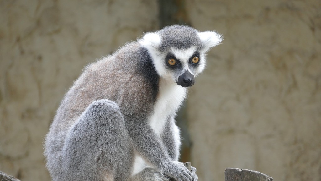 Apakah Haiwan Paling Berbahaya Di Madagascar