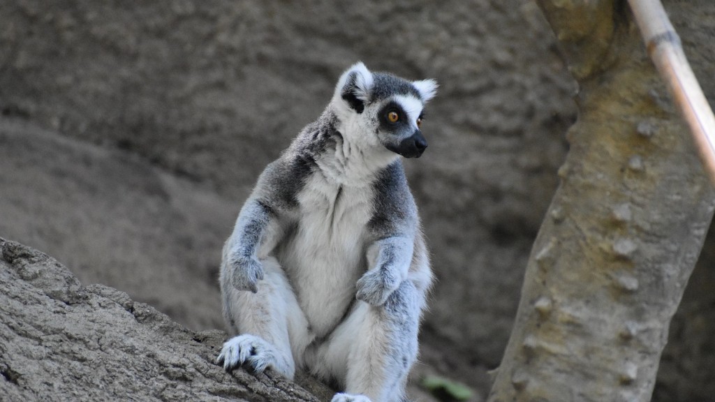 Watak Madagascar yang manakah Anda Buzzfeed